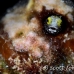 blenny_secretary_oc_jar_h_0418_cub2546.jpg